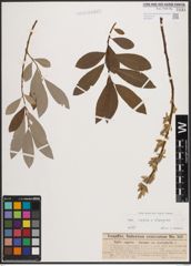 Foto von Salix caprea L. x Salix eleagnos Scop.